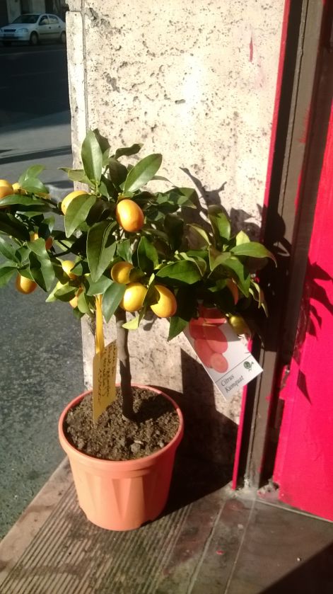 citrusfa.jpg
