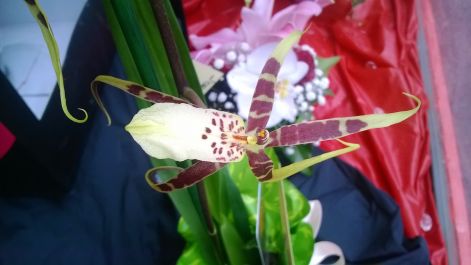 pok_orchidea.jpg